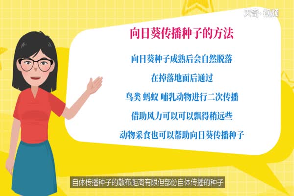 向日葵传播种子的方法 向日葵有什么传播种子的方法