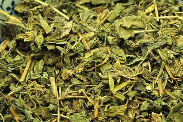 地丁草的功效与作用 地丁草的禁忌人群