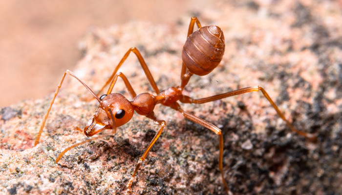 红蚂蚁如何消灭 消灭红蚂蚁的办法