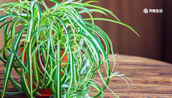 吊兰叶子发黄怎么办 吊兰叶子发黄的解决方法