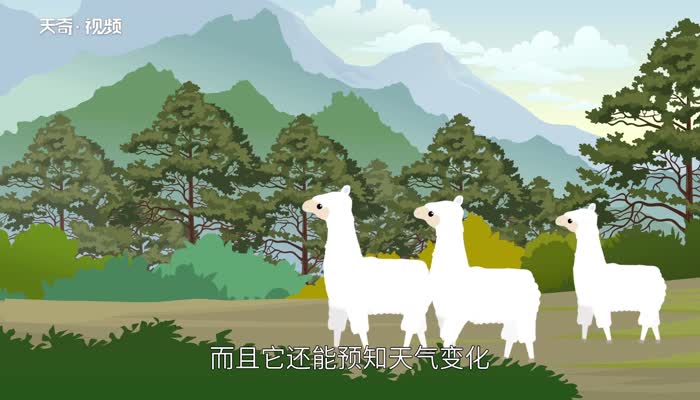 羊驼是羊还是驼 小羊驼是一种羊吗