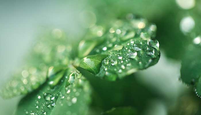 忍冬藤的功效与作用 忍冬藤有什么功效作用