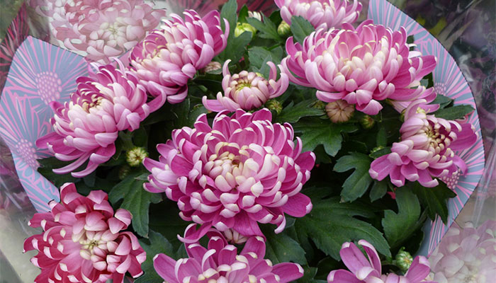 九月开什么花 9月份开的花有哪些