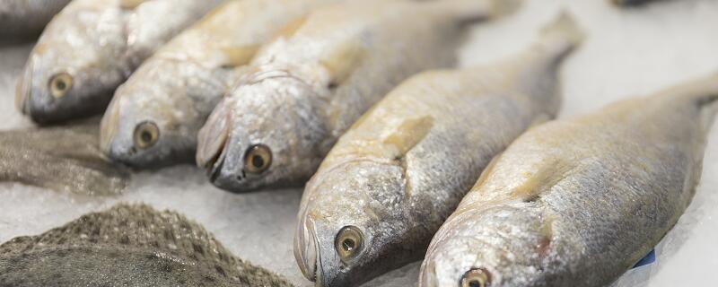 看鱼鳞可以知道鱼的年龄吗 怎么看鱼鳞判断鱼大小