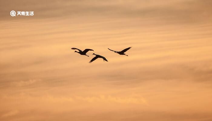 大雁为什么既会飞又会游泳 为什么大雁会飞又会游泳