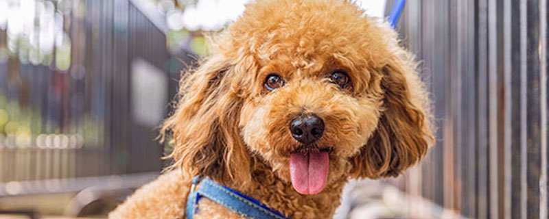 刚满月不就的狗能吃苹果那 刚满月的狗能吃苹果吗