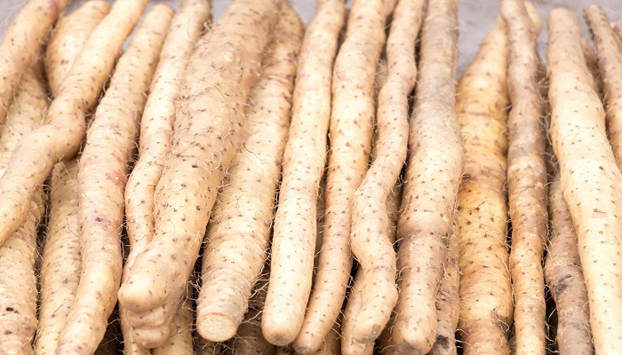 铁棍山药是脆的还是软的 铁棍山药是脆的吗