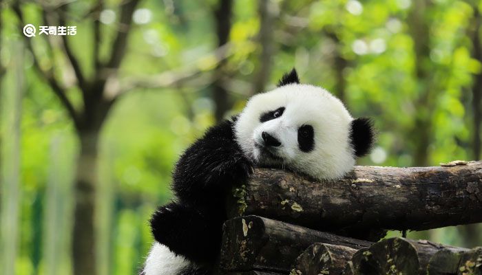 大熊猫的生活习惯 大熊猫的生活特点是什么