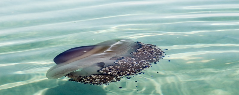 海猪能吃吗 海猪是什么动物