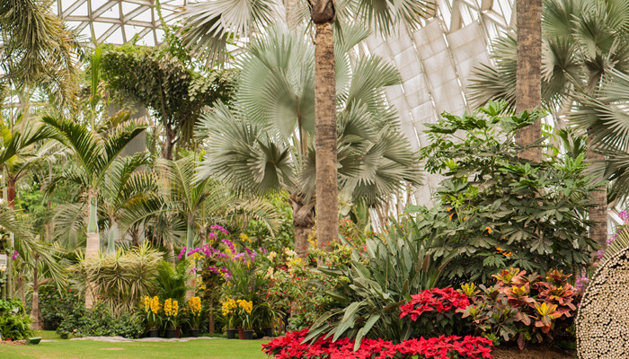 棕树花有毒吗 棕树花有没有毒
