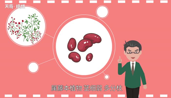 相思豆是什么 相思豆是红豆吗