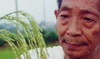 袁隆平怎么发现水稻的（袁隆平怎么发现水稻的故事）