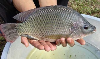 罗非鱼怎么养（罗非鱼怎么养殖最快长大）