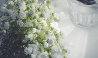 满天星的花语是什么意思 各种颜色的满天星的花语是什么意思