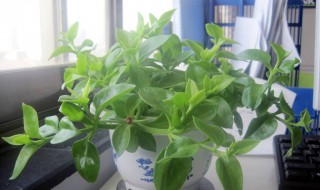 一进门见到什么植物好（一进门口摆放什么植物旺风水）