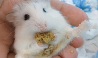 被仓鼠咬了怎么办（被仓鼠咬了怎么办 手指 小孩子）