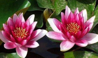 七夕节送女朋友花可以吗（七夕节送女朋友花可以吗）