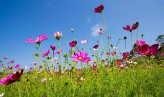 格桑花唯美花语 格桑花花语图片
