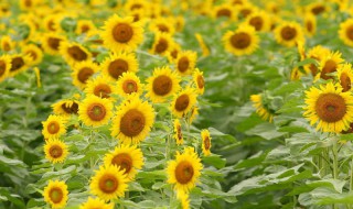 怎么选向日葵花（怎么介绍向日葵花）