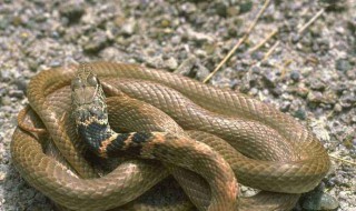 梦见蛇缠身 梦见蛇缠身被蛇咬是什么预兆