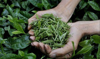 茶叶基本知识（茶叶基本知识问答）