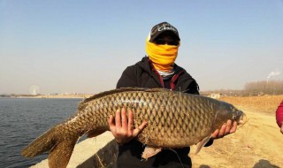 梦见抓到鱼（梦见抓到鱼又放了是什么征兆）