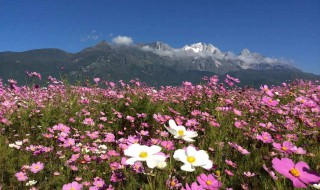梦见格桑花啥意思（梦见格桑花开）
