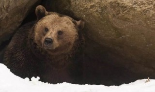 熊为什么会冬眠（熊为什么会冬眠那么久）
