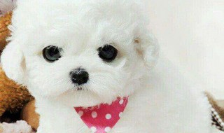 比熊好养吗（50天的比熊好养吗）