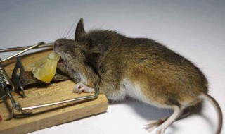 灭鼠好方法（灭鼠方法大全）