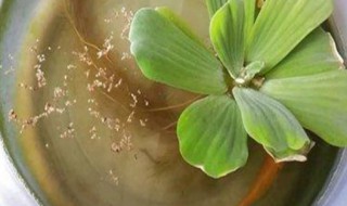 水芙蓉怎么养（水芙蓉怎么养在鱼缸里）