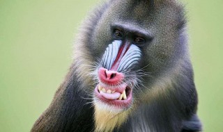 世界最大的猴子（世界最大的猴子排名）