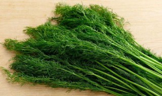 孕妇能吃茴香吗 孕妇能吃茴香馅饺子吗