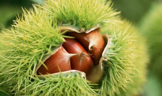 孕妇能吃板栗吗 孕妇能吃板栗吗晚期