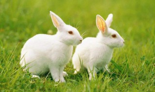 属兔的性格 属兔的性格和脾气女人
