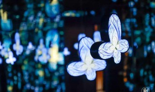 蝴蝶特效怎么拍出高级感 相机蝴蝶特效