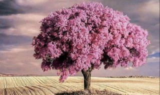 教师节送给老师的话（教师节送给老师的话1000字）