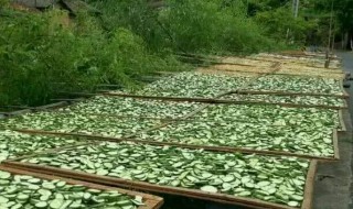 黄瓜晒干怎么晒才能绿（黄瓜怎么晒成干比较绿）