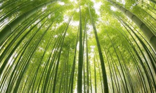 为什么竹子能长得那么快 为什么竹子能长得那么快呢