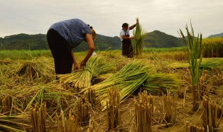 秋天成熟的农作物（秋天成熟的农作物拟人的描写）
