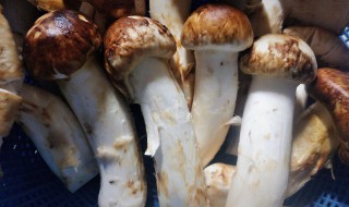 鲜松茸如何保存能够多放点时间（新鲜松茸怎么存放,存放时间最久）