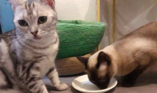 半熟的鸡胸肉可以给猫吃吗 煮熟的鸡胸肉可以直接给猫吃吗