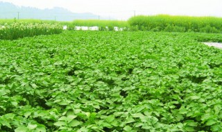 儿菜种植时间和方法（南方儿菜种植时间和方法）