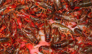 淡水小龙虾养殖技术 深水小龙虾养殖技术