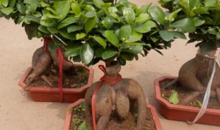 人参榕树盆景怎么养 人参榕树盆景怎么养比较好