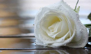 白玫瑰不能随便送人吗 白玫瑰不能随便送人吗女生