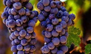葡萄属于酸性还是碱性 葡萄属于酸性还是碱性食品百度百科