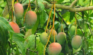 芒果是酸性还是碱性 芒果是酸性还是碱性的水果