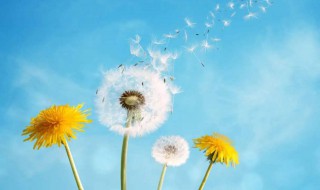 性格决定命运吗（真是性格决定命运吗）