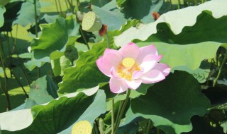 荷叶摘下后如何保存（荷叶摘下后如何保存呢）